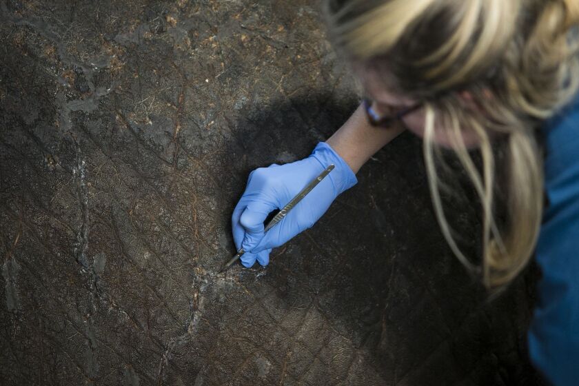 Rachael Arenstein, a conservator with A.M. Art Conservation, checks out the condition of the hides of the Fighting African Elephants by taxidermist Carl Akeley at The Field Museum. | Ashlee Rezin/Sun-Times