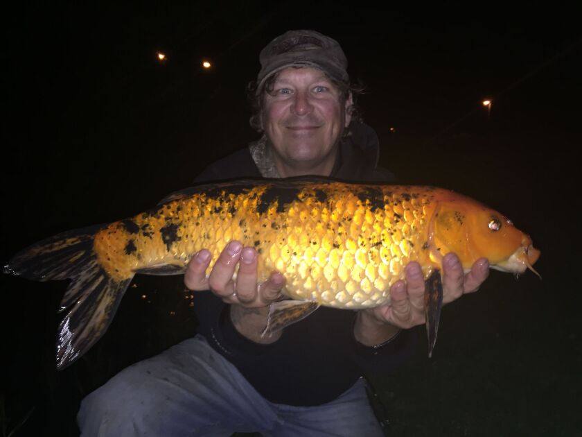 FOTW06_03_15koi_600x450.jpg