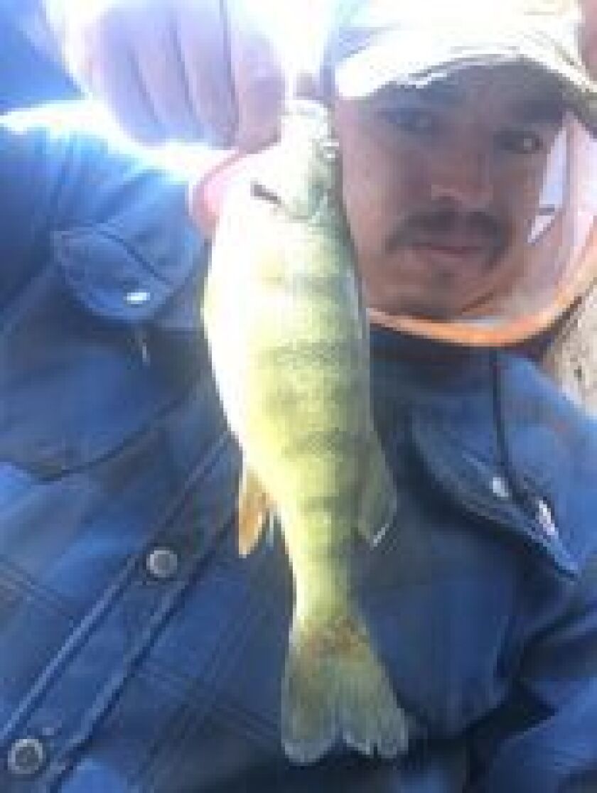 Jeffrey Williams with a good perch from the Chicago River. Provided photo