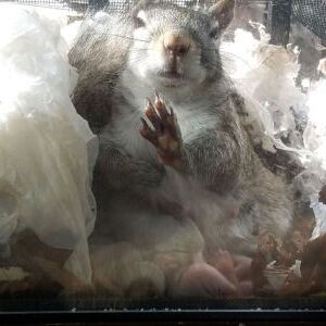 A mama squirrel with newborns on Nancy Stark’s back porch last spring in Wicker Park. | Courtesy of Nancy Stark