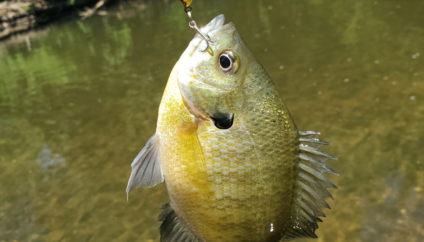 Chette Fish Cicadas and the Fish of the Week - Chicago Sun-Times