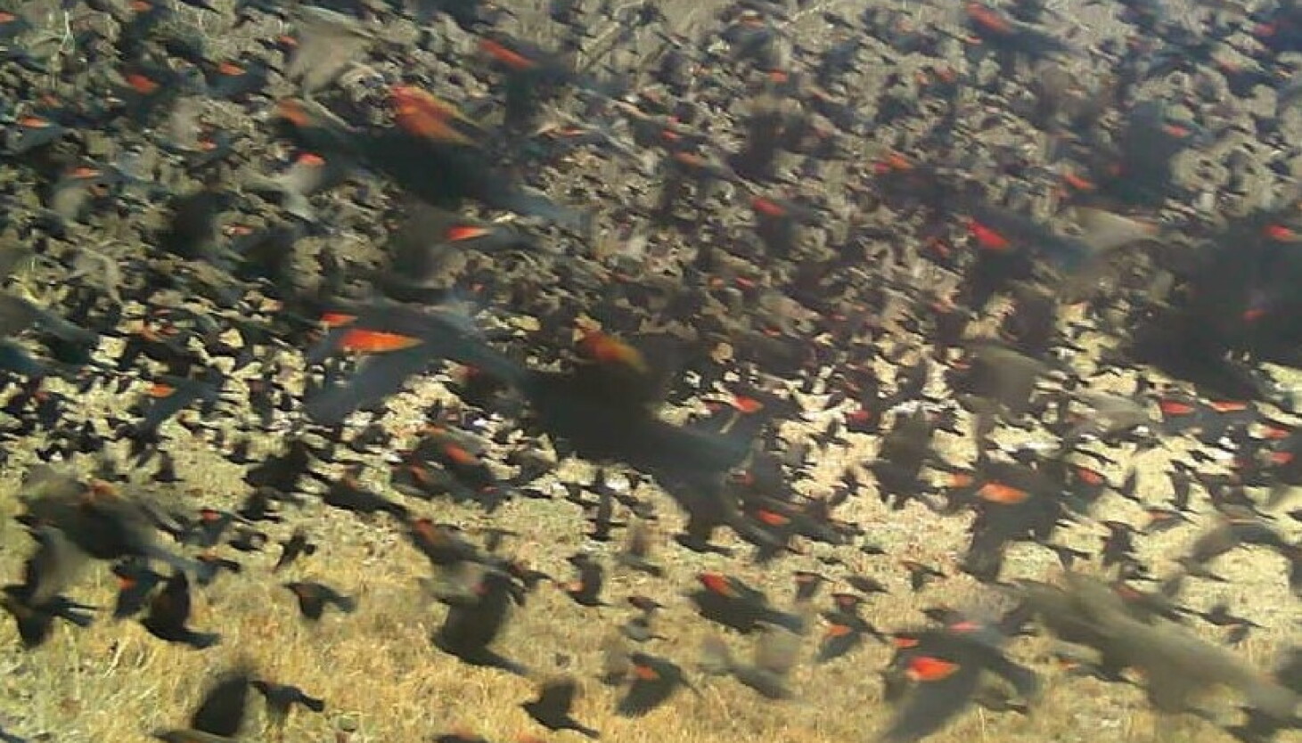Clouds of Blackbirds and the Joy of Pileated Woodpeckers Clouds of Blackbirds and the Joy of Pileated Woodpeckers