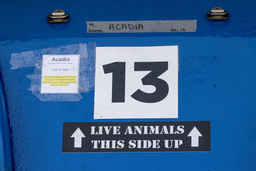 Signs are displayed on a tank in which Beluga whale "Acadia" will be transported to the Shedd Aquarium from Marineland in Niagara Falls, Ontario. Acadia was transported from the now-shuttered Marineland on Monday, July 20, 2026.