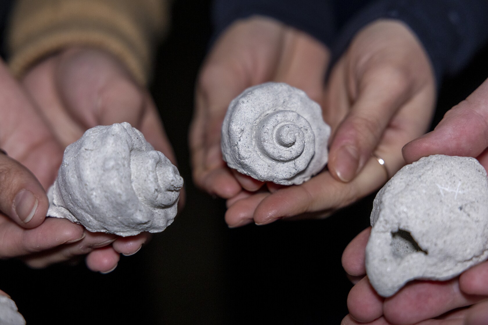 Fake snail shells created by Northwestern students will be used to lure ...