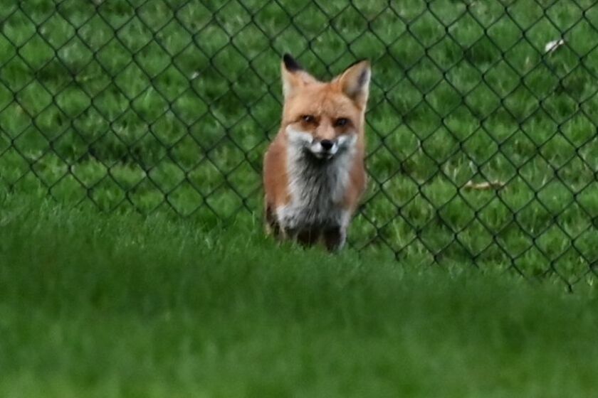 A red fox, part of a family in Naperville, eying the landscape. Credit: John Cuculich