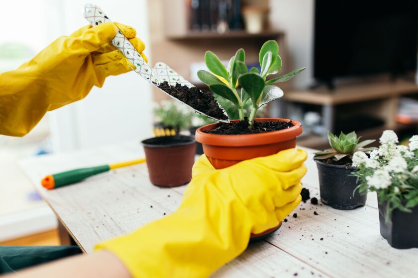 The hardy jade plant is ideal for indoor gardens because it requires little upkeep.