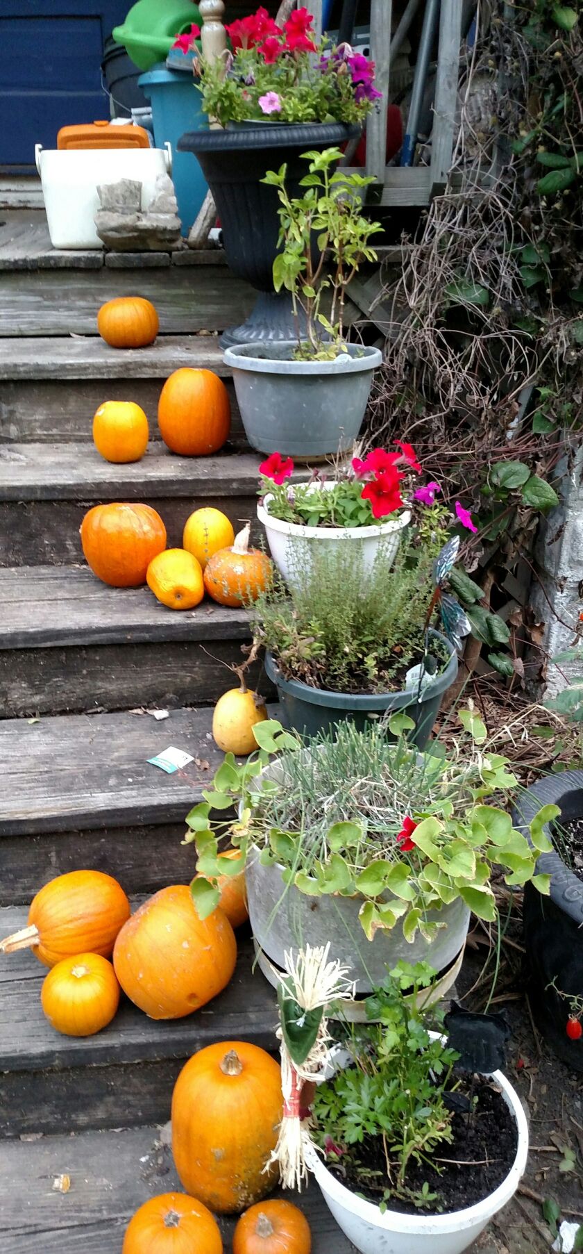 The color of fall.<br>Credit: Dale Bowman