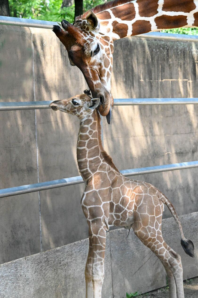 Mom Arnieta experienced two miscarriages in 2021 and 2022, which led to her receiving constant monitoring from the veterinary and animal care staff at the zoo. This is the first offspring for the sire, 7-year-old Ato.