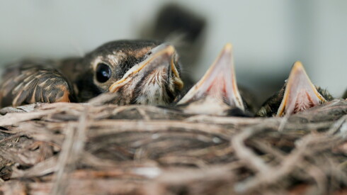 Baby robins in a nest on the North Side.