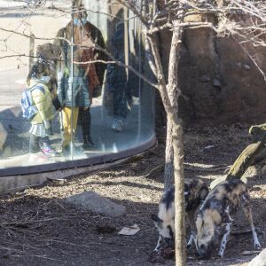 A group of children watch as African painted dogs fight over a scrap of meat Friday afternoon at Lincoln Park Zoo.
