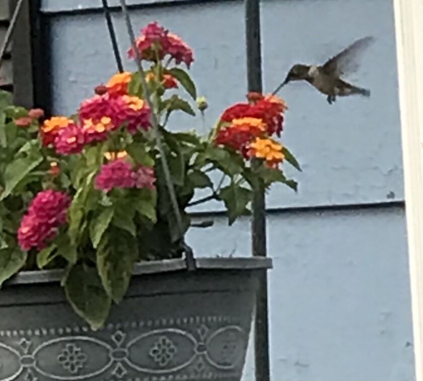 A hummingbird feeding. Credit: Vicky O’Malley