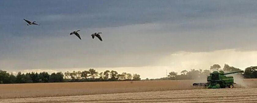 geese2016septemberjeffnorrisx.jpg