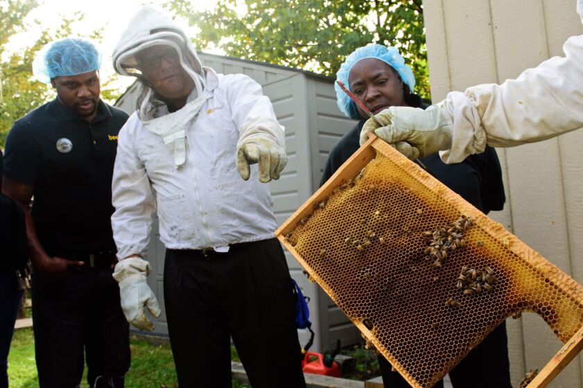 Bee_keeping_at_NLEN.jpg
