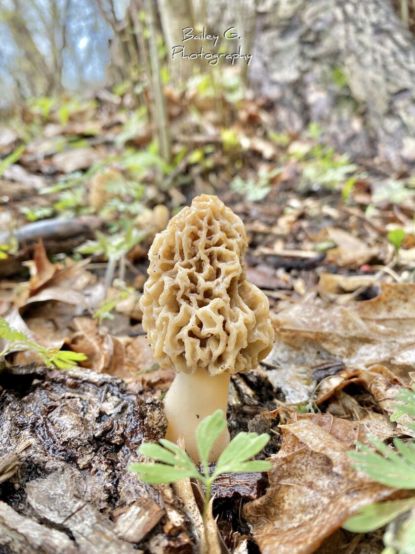A morel, found in southwestern Michigan, that looks like Michigan. Provided by Bailey Gruss of Bailey G. Photography & Unsalted Studios