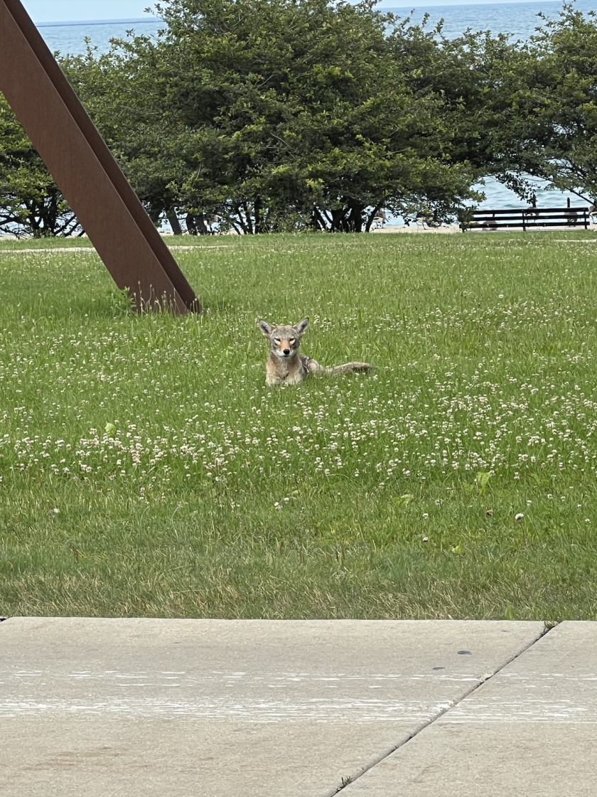 A competitor of the red fox for food, the coyote, shown earlier this year downtown near Lake Michigan.