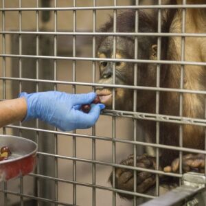 Nava Greenblatt feeds and trains Kecil, a 4-year-old orangutan. | Ashlee Rezin/Sun-Times