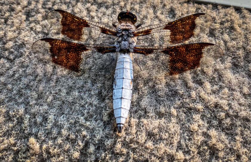 A natural hitchhiker. Credit: Hailey O’Malley