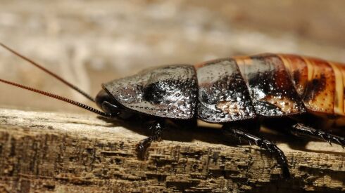 For a ten-dollar donation, contributors get a certificate explaining that there is a roach named in honor of their sweetheart that would make an out of the ordinary gift for Valentine’s Day. Madagascar hissing cockroaches, both named and unnamed, can be seen at the Bronx Zoo’s Madagascar exhibit. (AP Photo/WCS, Julie Larsen Maher) NO SALES