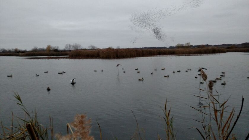 Hundreds of blackbirds wheel behind the decoy spread during a duck hunt at Banner Marsh.<br>Dale Bowman/Sun-Times