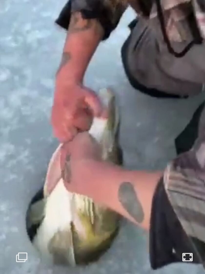 Muscling Luis Gonzalez’s 52-inch muskie, caught ice fishing Jan. 12 in Lake County, through the hole. Provided photo