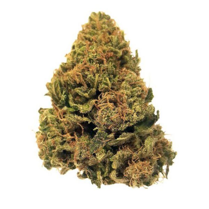 Cherry Hash Plant