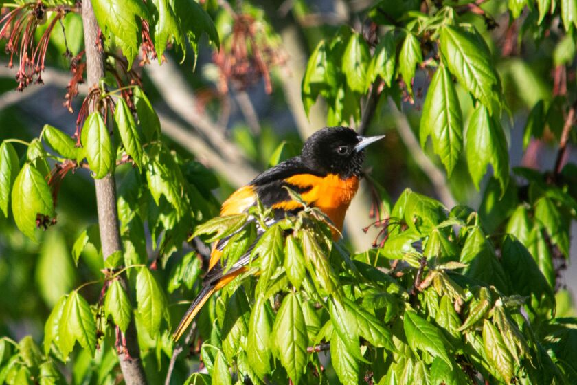 A Baltimore oriole observed in the Lisle area during the stay-at-home. Credit: John Cuculich