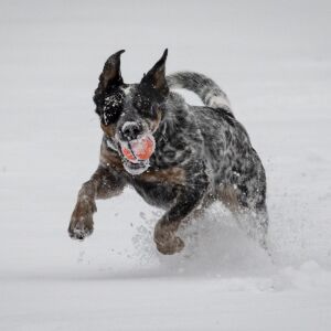 Hank, an Australian cattle dog, plays fetch in Smith Park as snow falls on the Chicago area during the morning commute, Wednesday, Feb. 26, 2020.