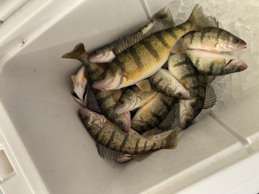 The bounty of perch on southern Lake Michigan. Provided by Bob Johnson