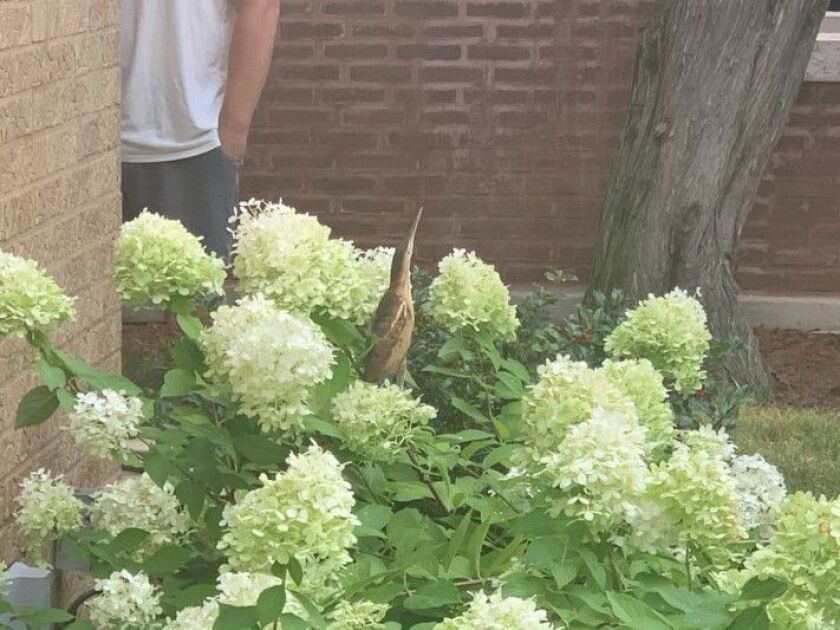A least bittern in the Dunning neighborhood of Chicago. Provided photo