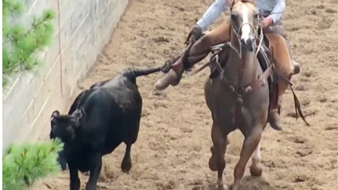 Steer tailing captured by drone footage in McHenry County last year.