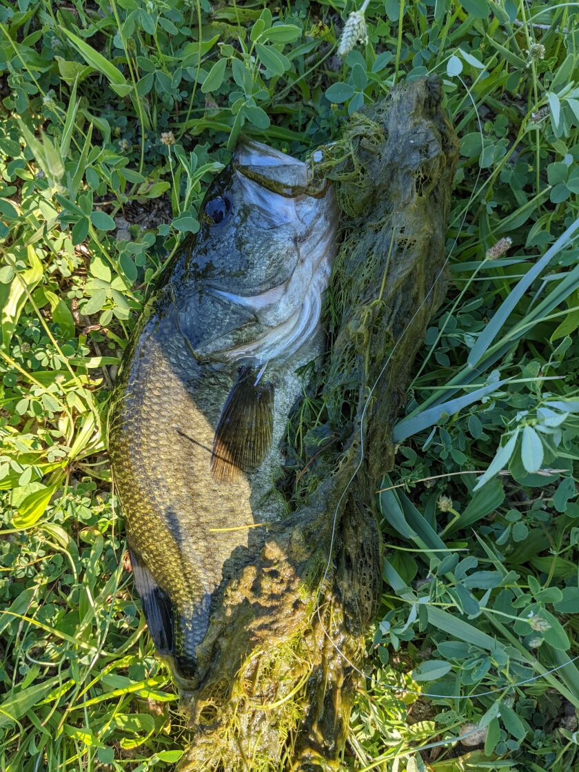A just-landed largemouth bass, weighed down with lots of weeds, was caught on a frog imitation at Mazonia North State Fish and Wildlife Area. Credit: Dale Bowman