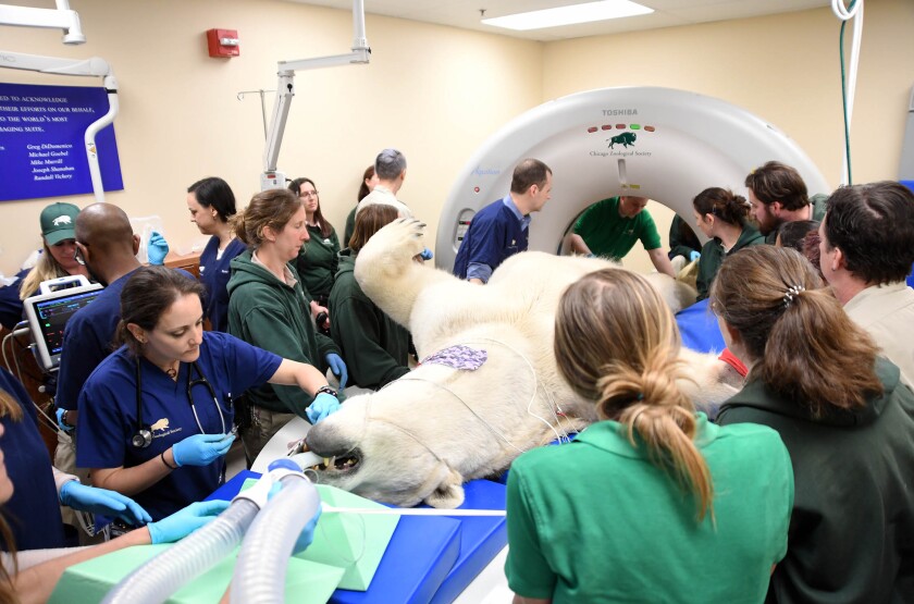 Brookfield Zoo Chicago's new animal radiology database a 'game-changer ...