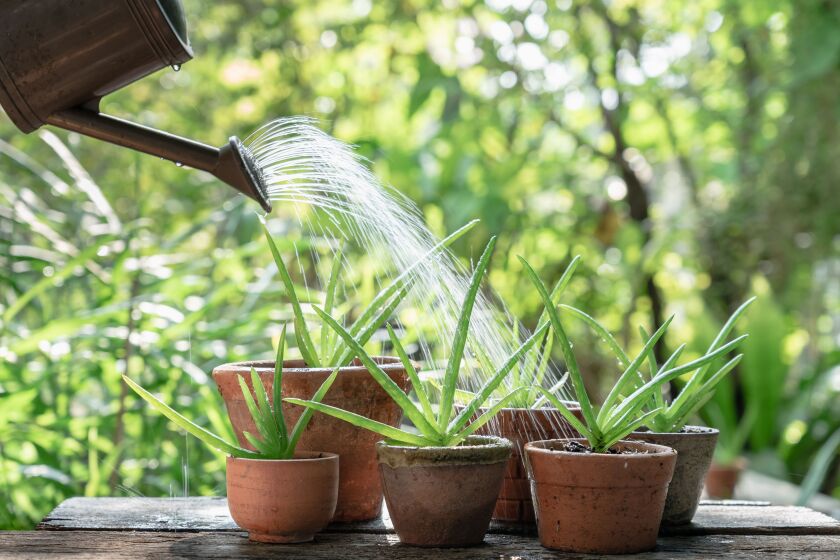 The aloe vera plant is among the best candidates for indoor “gardens” and revered across the globe for its medicinal properties.