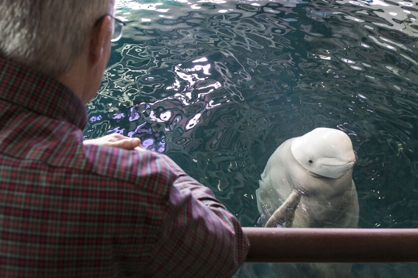 Jim Robinett, senior vice president of external and regulatory affairs at Shedd Aquarium, says the beluga whale is his favorite aquarium resident. “They look you in the eye and you feel like there is something going on,” he says. “If you do the same with