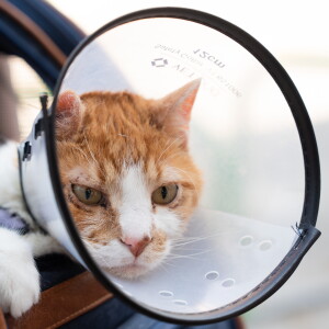 CATURDAY_260809-19.jpg