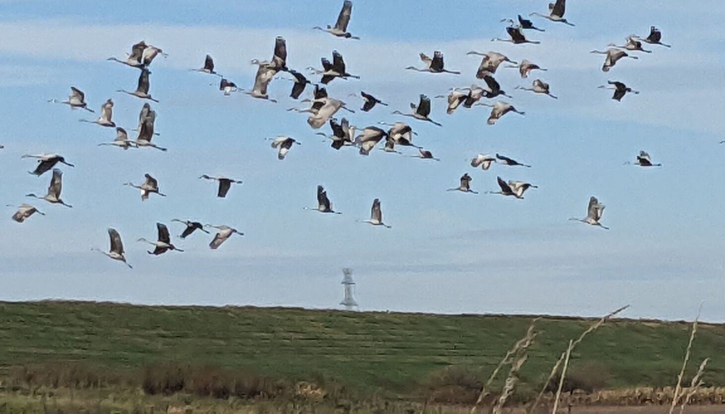 NextImg:Early trip to see sandhill cranes at Jasper-Pulaski raises questions