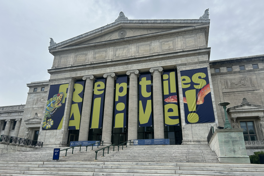 Reptiles Alive! exhibit opens at Field Museum: 'The more you know, the ...