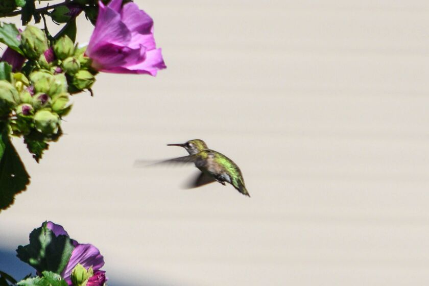 hummer2017cuculichflying.jpg