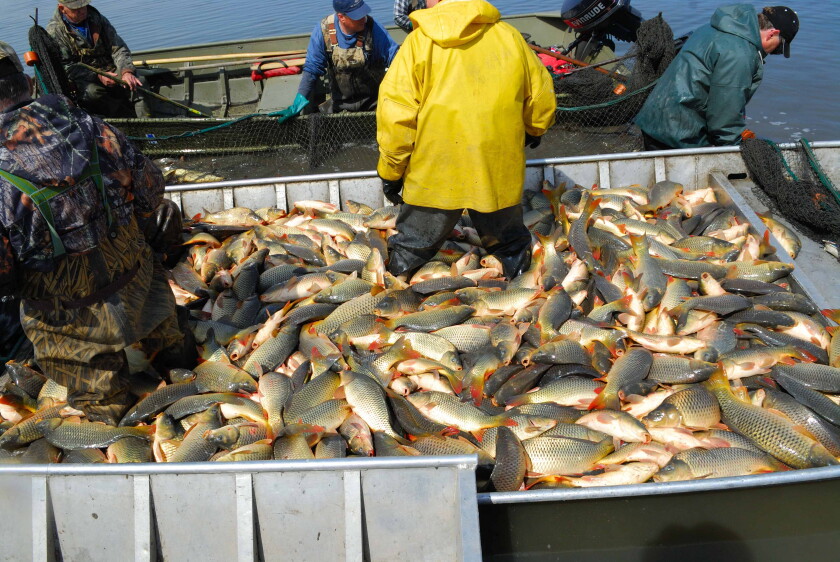 Sun Carp Bumpy journey to managing common carp and restoring Eden at Hennepin ...