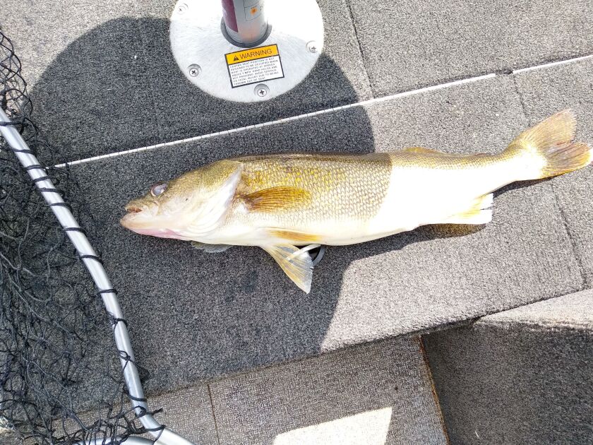 A big fat walleye from the Wolf River. Provided by Gary Bloom