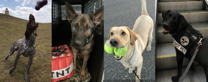 Four TSA bomb-sniffing dogs entered in a cutest-dog contest