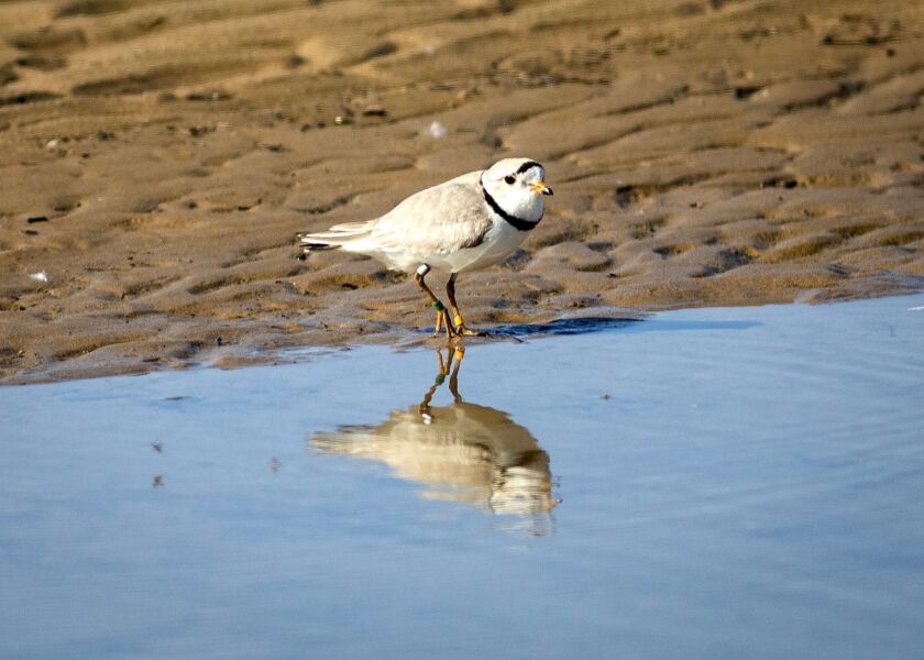A rare piping plover walks in the area sectioned off for the endangered species this summer on Montrose Beach, where volunteers worked to protect a nest.