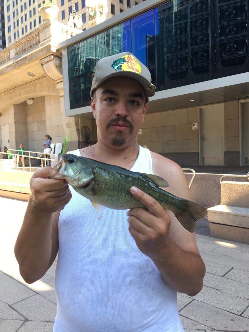 Chicago River largemouth bass, caught downtown. Provided photo