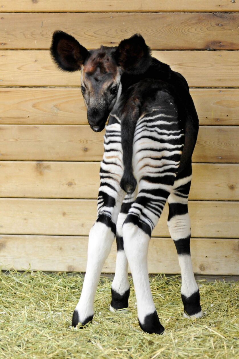 An okapi calf was born at Brookfield Zoo on April 21. |Jim Schulz/Chicago Zoological Society