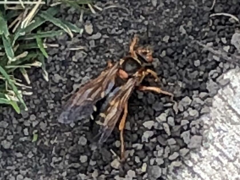 Cicada killer wasp, Beverly neighborhood.<br>Provided: Paula Everett