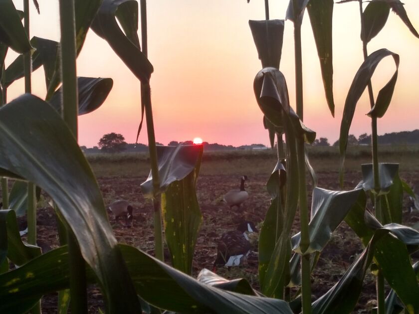 Dawn before a successful early-season hunt for Canada geese in 2017.<br>Dale Bowman/Sun-Times