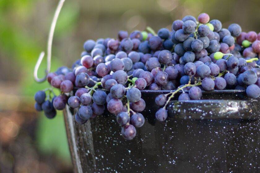 Concord grapes