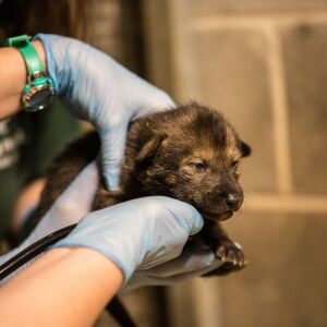 Four critically endangered red wolf pups were born at the Lincoln Park Zoo in April. | Christopher Bijalba/Lincoln Park Zoo