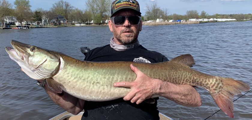 A wide view of Rich Frye’s personal-best muskie. Provided photo