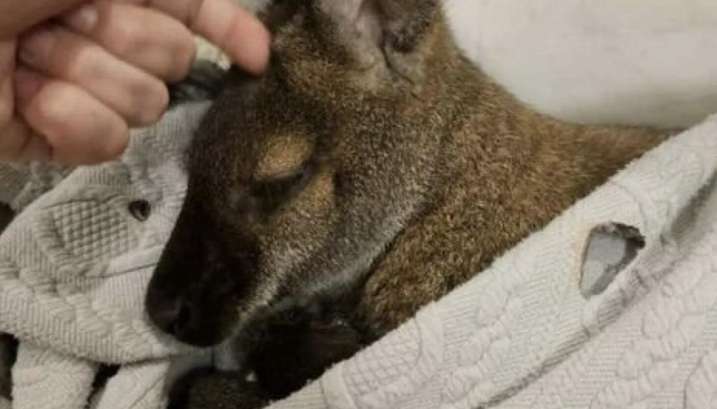 NextImg:Beloved wallaby pet named Rupert safely located, relieved owner confirms